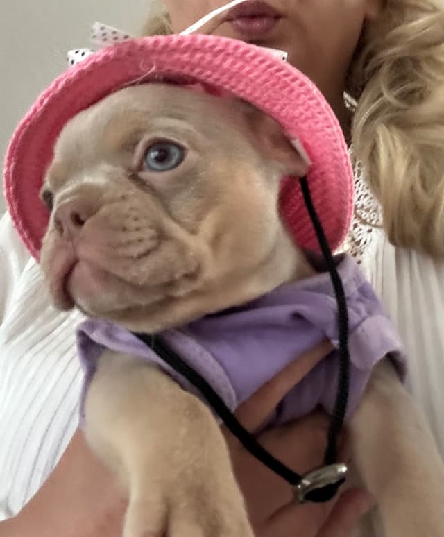 French Bulldog Puppies media 18