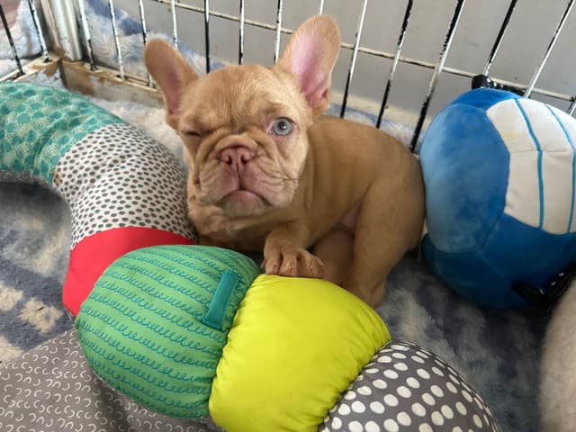 French Bulldog Puppies media 11