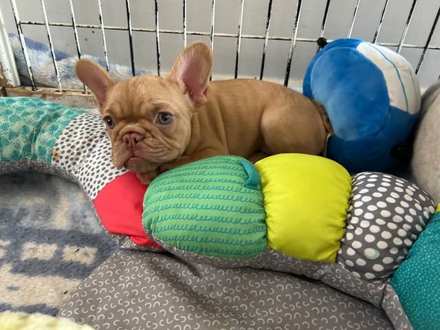 French Bulldog Puppies media 17