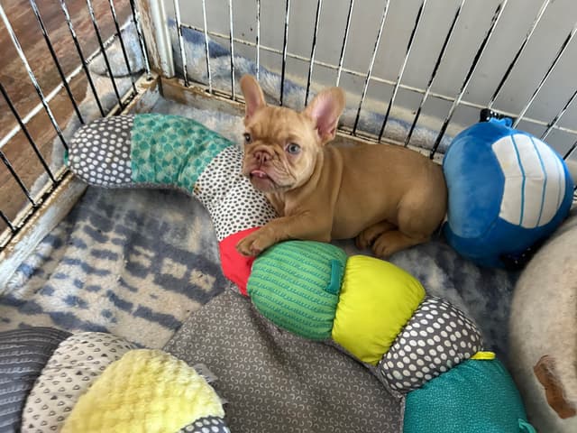 French Bulldog Puppies media 23