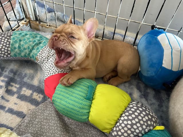 French Bulldog Puppies media 22