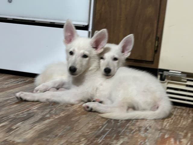 German Shepherd Dog Puppies media 8