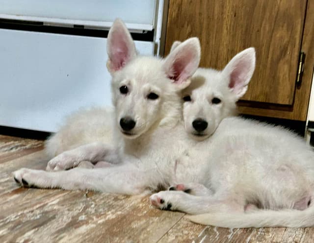 German Shepherd Dog Puppies media 6