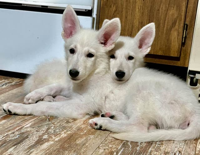 German Shepherd Dog Puppies media 7