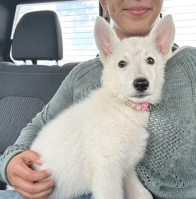 German Shepherd Dog Puppies media 2