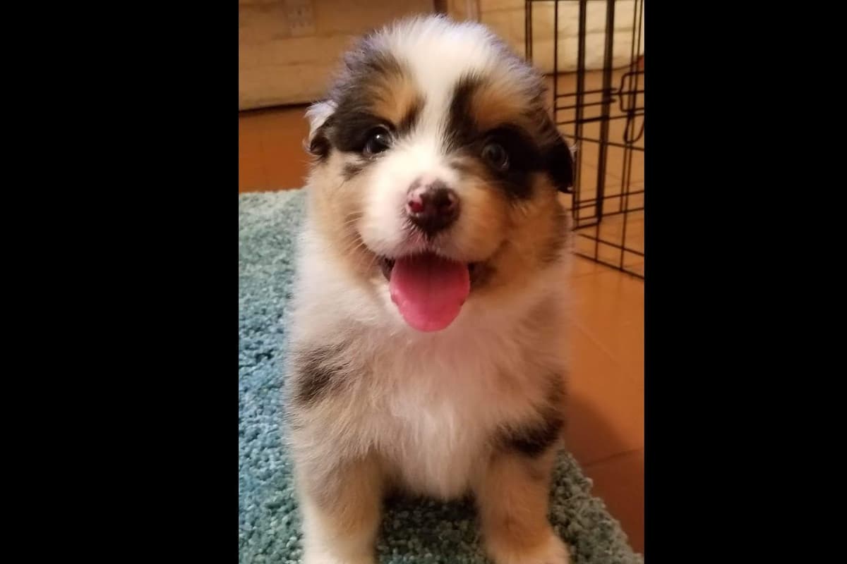 Australian Shepherd Puppies breeder image 5