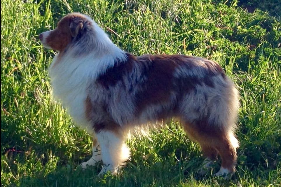 Australian Shepherd Puppies breeder image 2