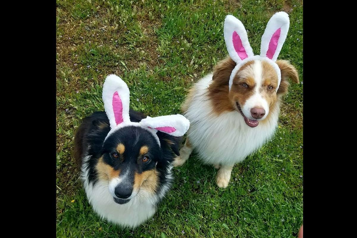 Australian Shepherd Puppies breeder image 4