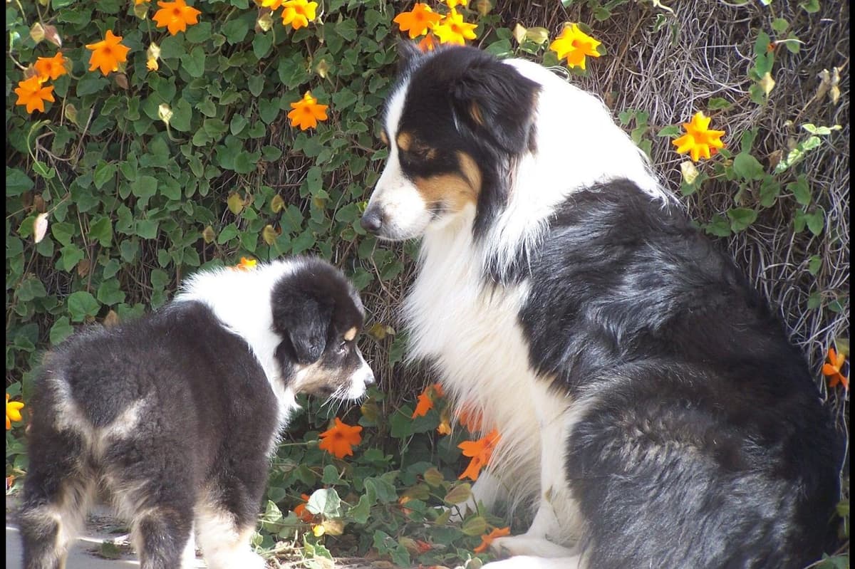 Australian Shepherd Puppies breeder image 1