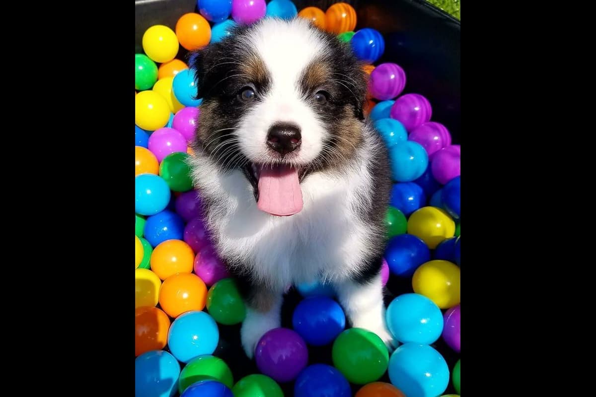 Australian Shepherd Puppies breeder image 3