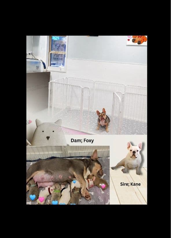 French Bulldog Puppies breeder image 2