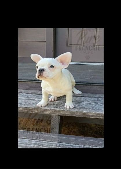 French Bulldog Puppies media 3