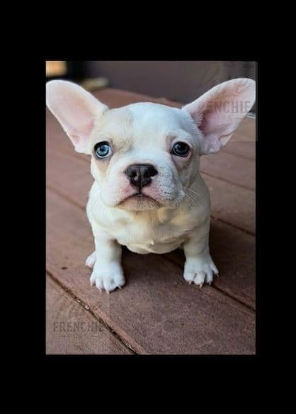 French Bulldog Puppies media 7