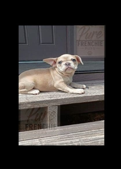 French Bulldog Puppies media 6