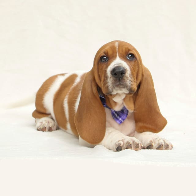 Basset Hound Puppies media 4