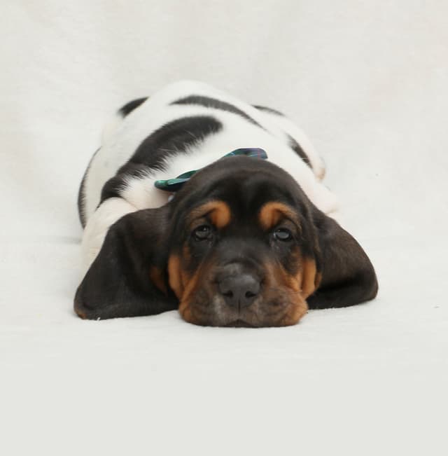 Basset Hound Puppies media 2