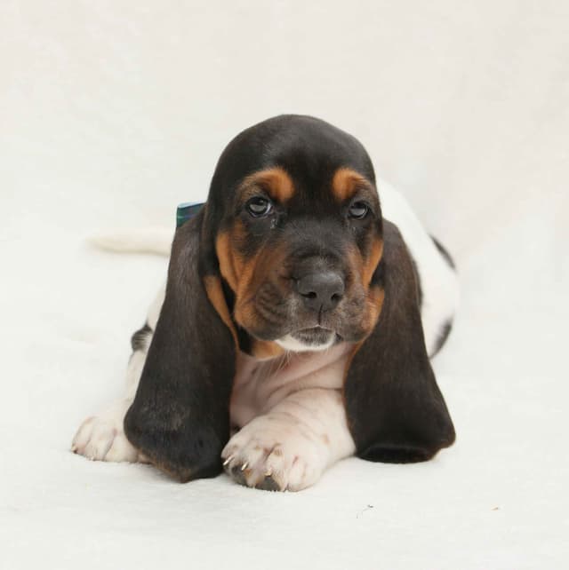 Basset Hound Puppies media 16
