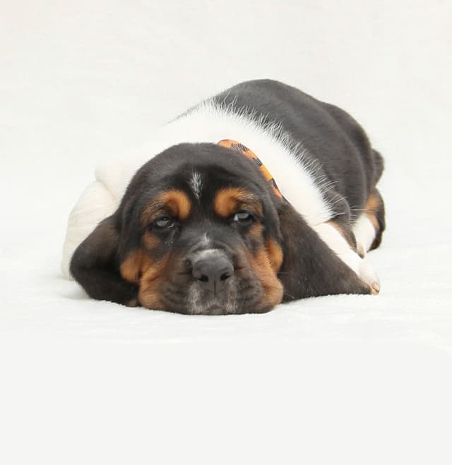 Basset Hound Puppies media 6