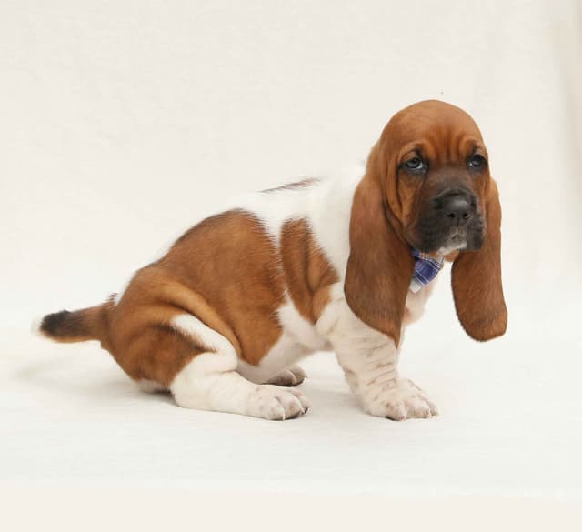 Basset Hound Puppies media 13
