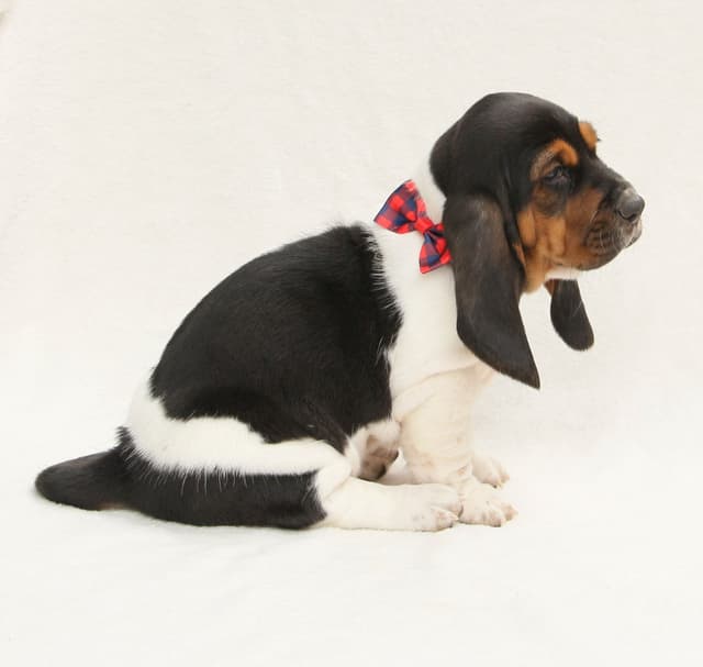 Basset Hound Puppies media 3