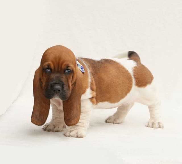 Basset Hound Puppies media 15
