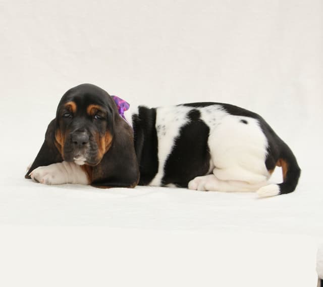 Basset Hound Puppies media 14
