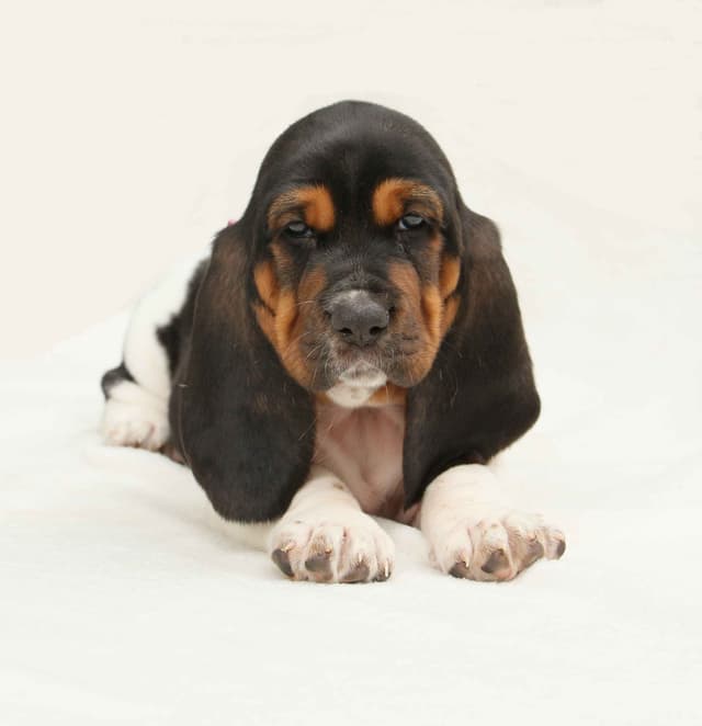 Basset Hound Puppies media 10