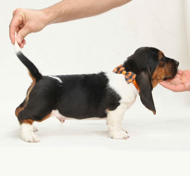 Basset Hound Puppies media 9