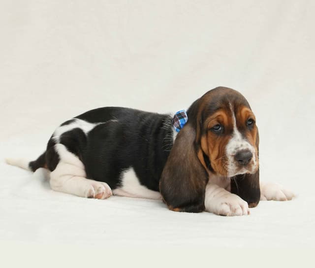 Basset Hound Puppies media 7