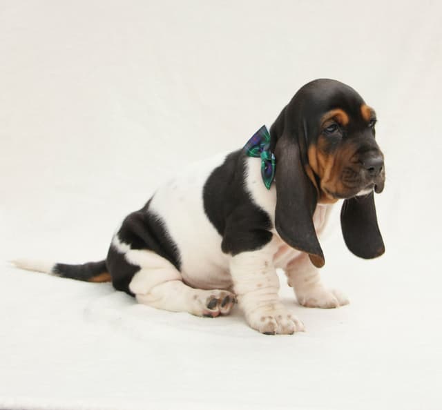 Basset Hound Puppies media 12