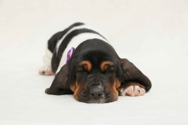 Basset Hound Puppies media 8