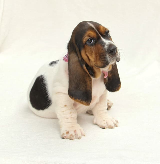 Basset Hound Puppies media 11