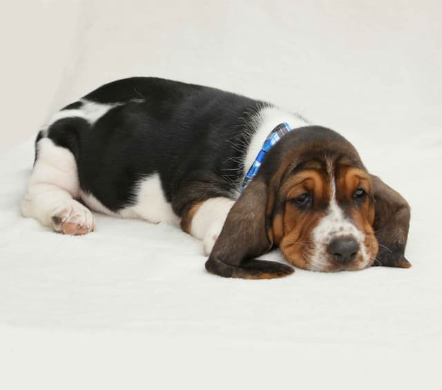 Basset Hound Puppies media 19