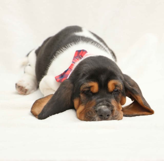 Basset Hound Puppies media 18