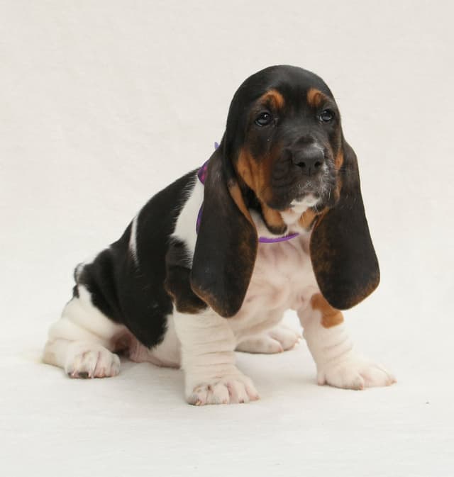 Basset Hound Puppies media 5
