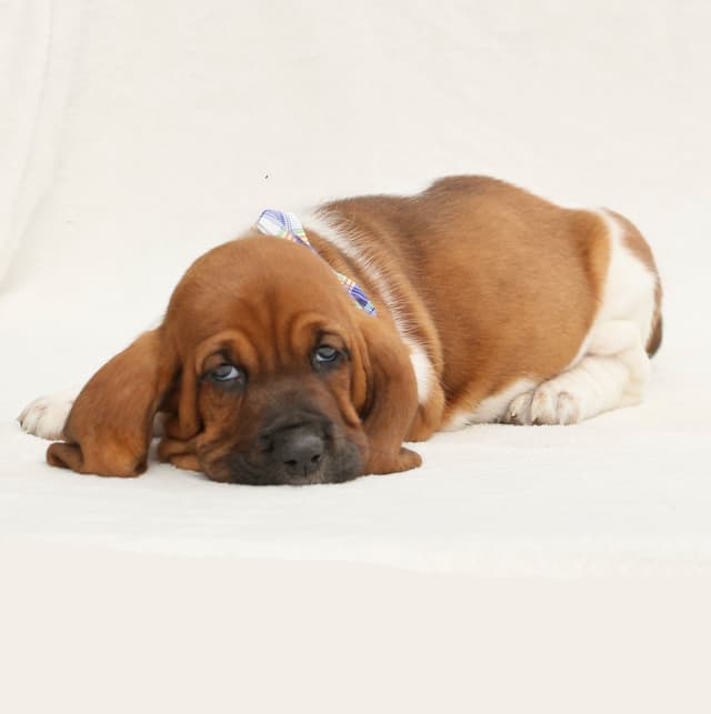 Basset Hound Puppies media 21