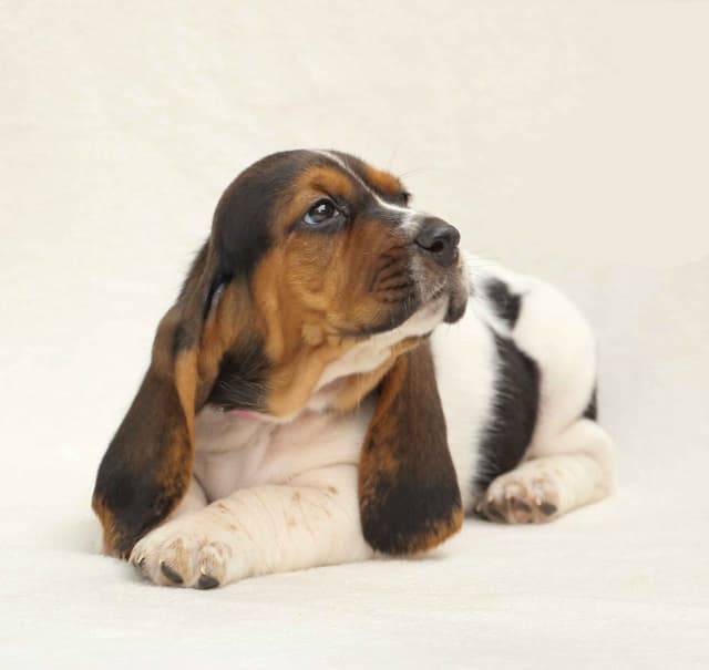 Basset Hound Puppies media 17