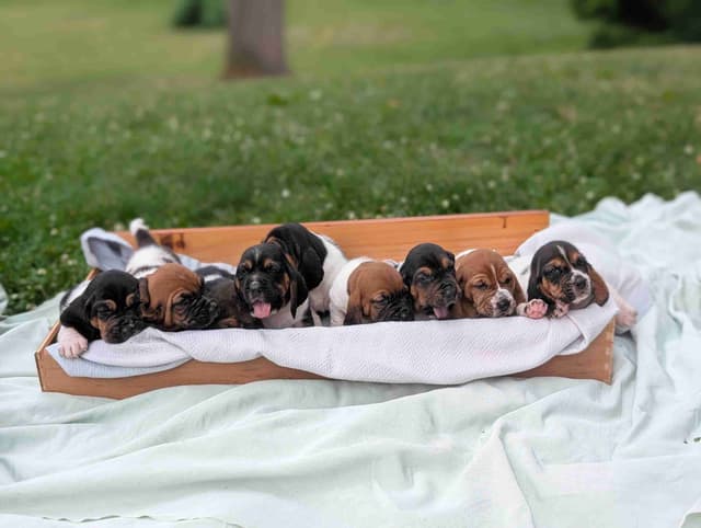 Basset Hound Puppies media 23