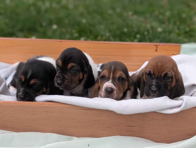 Basset Hound Puppies media 22