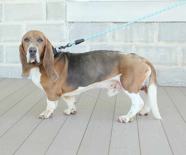 Basset Hound Puppies media 24