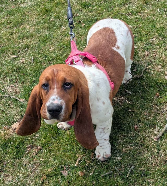 Basset Hound Puppies media 25
