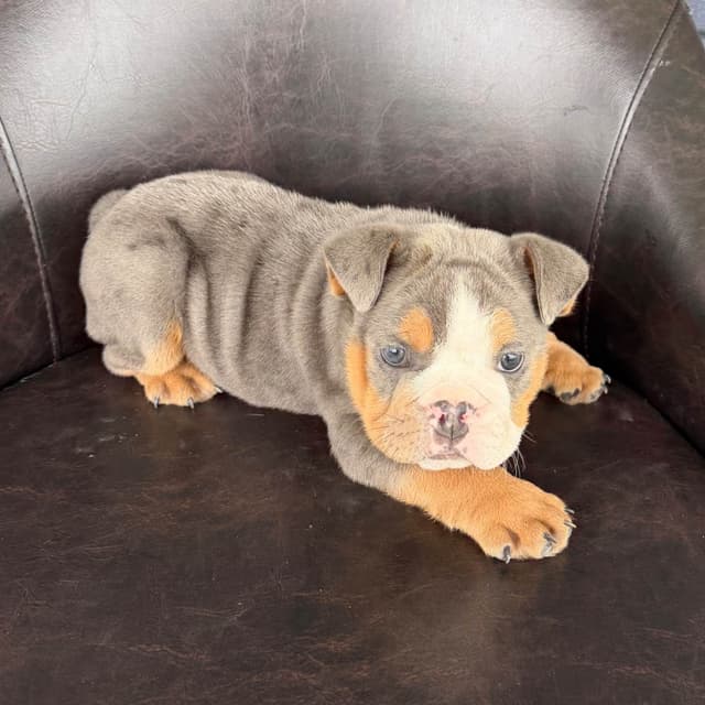 Bulldog Puppies- READY NOW media 6