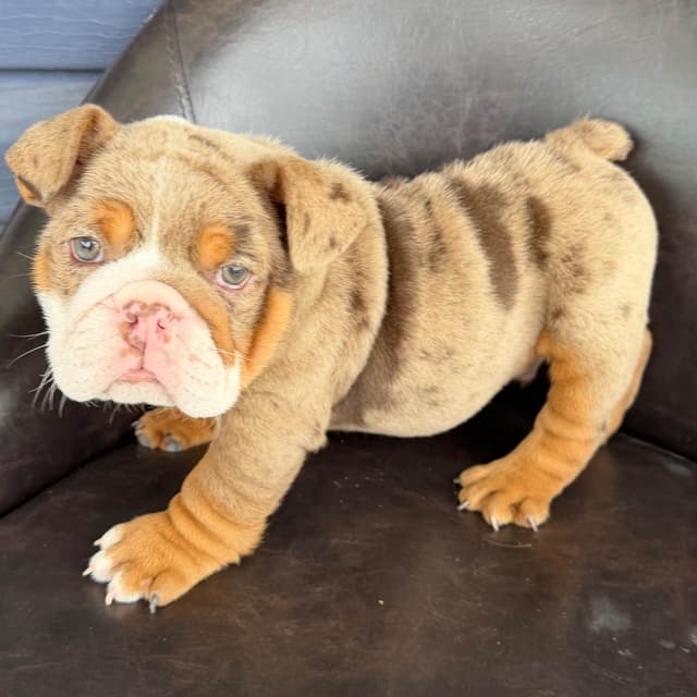 Bulldog Puppies- READY NOW media 3