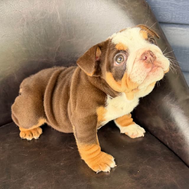 Bulldog Puppies- READY NOW media 2