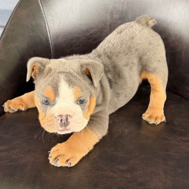 Bulldog Puppies- READY NOW media 5
