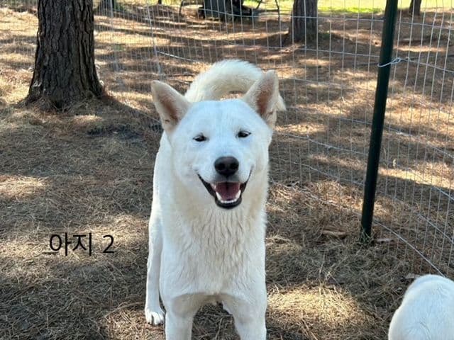 PENDING - Korean Jindo Dog Puppies breeder image 1