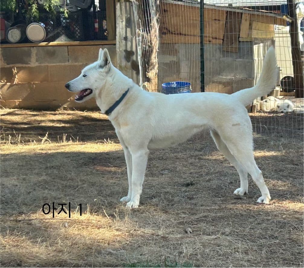 PENDING - Korean Jindo Dog Puppies breeder image 3
