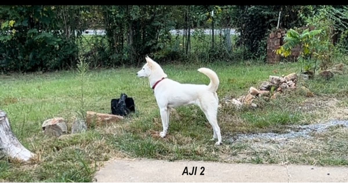 PENDING - Korean Jindo Dog Puppies breeder image 4