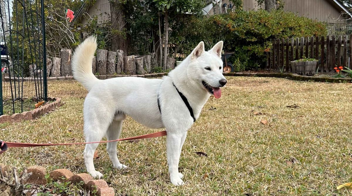PENDING - Korean Jindo Dog Puppies breeder image 5