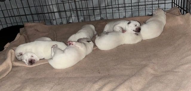 PENDING - Korean Jindo Dog Puppies breeder image 6